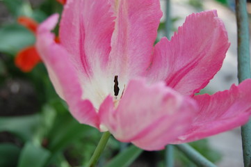 beautiful pink tulip blooms in the spring garden