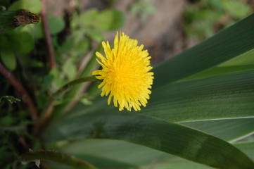yellow dandelion blooms in spring in the grass
