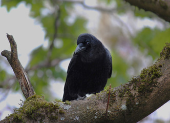 crow on a branch