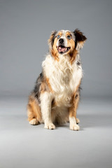 Australian Shepherd im Studio