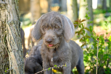 Grey-haired puppy in the garden. The puppy is of the breed: Slovak Rough-haired Pointer or Slovak Wirehaired Pointing Griffon (Slovak: 