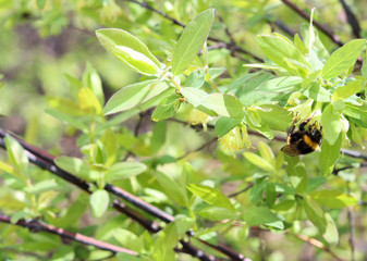 Bumblebee pollinates honeysuckle flowers. Blooming honeysuckle branch with new green leaves....