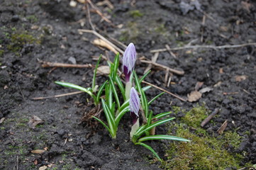 saffron seed grows from the ground in spring