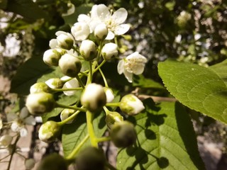 nature, green, flower, tree, plant, fruit, spring, branch, white, leaf, food, berry, garden, blossom, grape, bush, flora, summer, bud, grapes, apple, fresh, macro, vine, cherry