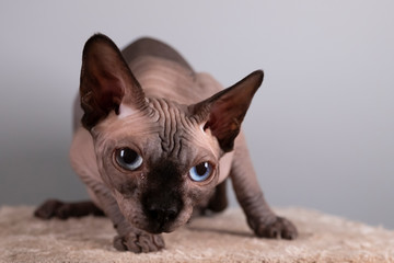 Portrait of a pretty sphinx indoors, bald cat, the cat is on a scratching post, full body, on a...