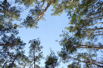 blue sky through tall pine trees in the forest