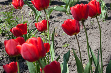 Fototapeta premium red tulip blooms in the spring garden