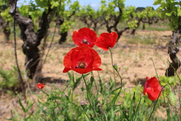 coquelicot et vignes