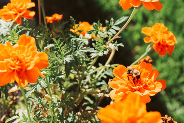 Bumble bee pollinating flowers