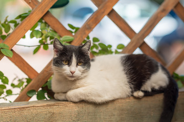 Concept of connection with adorable natural animals