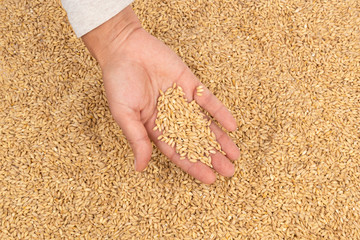 Granary and hand with rye grain