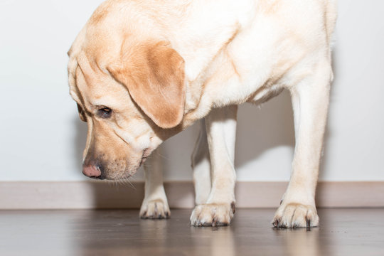 Retrato de un perro jugando en casa a buscar comida