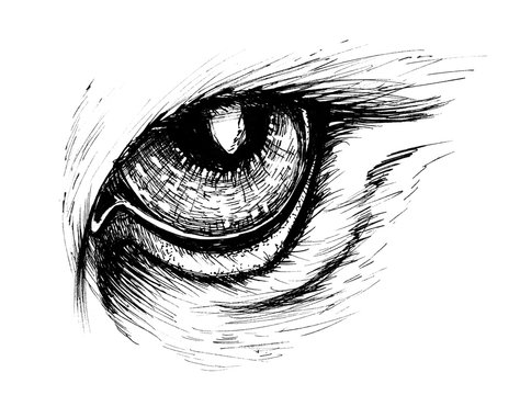 how to draw an eagle eye