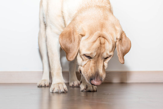 Retrato de un perro Labrador olfateando en casa
