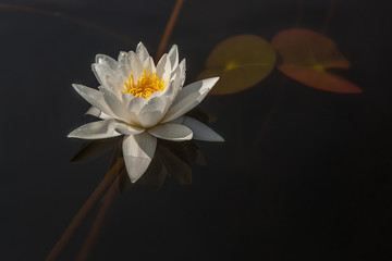 Beautiful white water lily flower in the lake. Nymphaea reflection in the pond. Close-up