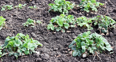 Young green seedling of strawberry leaves on the soil background after rain in the garden