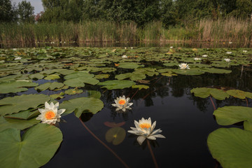 Lake with white lilies  Nymphaea