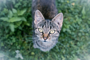 Concept of connection with adorable natural animals