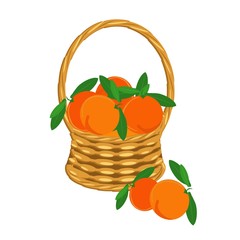 Orange in basket wicker with a vine. Fruit art design elements object isolated stock vector illustration for web, for print