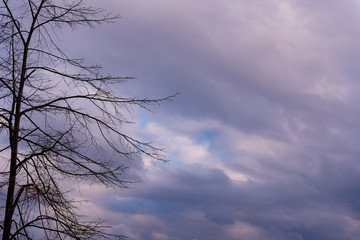 a tree against a cloudy, gray sky