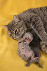 Naklejka na ściany i meble grey cat with a kitten on a yellow background