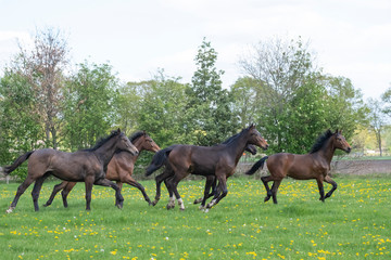 Naklejka na ściany i meble A herd of young stallions go to pasture for the first time on a sunny spring day. Blue sky. Galloping dressage and jumping horse stallions in a meadow. Breeding horses