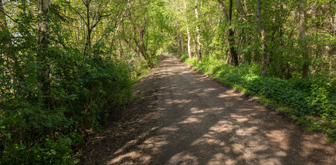 Path into the woods, in the spring nice green colors