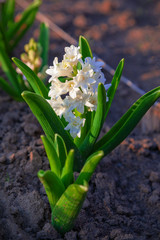 Fototapeta premium Fresh white spring flowers with succulent leaves grow in the garden