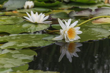 Beautiful white water lily flowers in the lake. Nymphaea reflection in the pond. Close-up