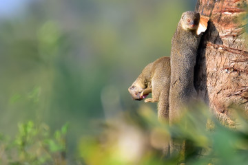 Mongoose with nature, A mongoose is a small terrestrial carnivorous mammal belonging to the family Herpestidae. This family is currently split into two subfamilies, the Herpestinae and the Mungotinae.