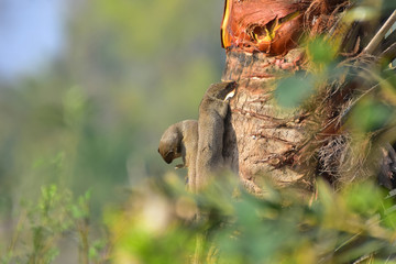 Obraz premium Mongoose with nature, A mongoose is a small terrestrial carnivorous mammal belonging to the family Herpestidae. This family is currently split into two subfamilies, the Herpestinae and the Mungotinae.