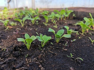 sprouts radishes in the greenhouse on the bed