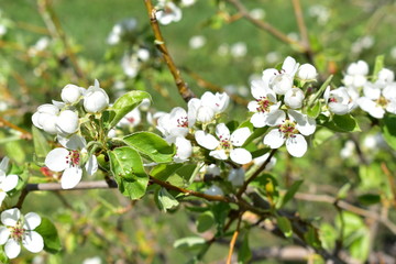 The flowers of the pear tree in the spring with bees