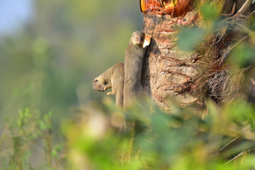 Mongoose with nature, A mongoose is a small terrestrial carnivorous mammal belonging to the family Herpestidae. This family is currently split into two subfamilies, the Herpestinae and the Mungotinae.