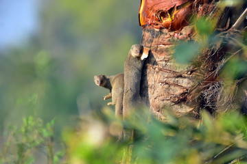 Mongoose with nature, A mongoose is a small terrestrial carnivorous mammal belonging to the family...