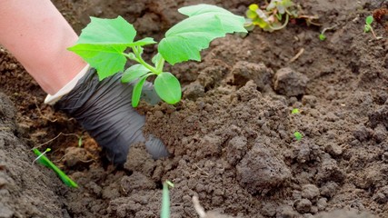 Planting small cucumber seedlings.