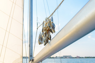 a bunch of dried fish hanging from the mast of a sailing yacht
