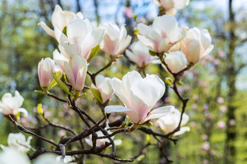Group of magnolia flowers