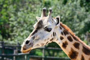 African zhyrafa. In the Prague zoo