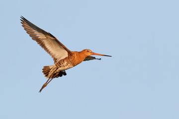 Black-tailed Godwit (Limosa Limosa) flying in the meadows near Rosmalen in the Netherlands