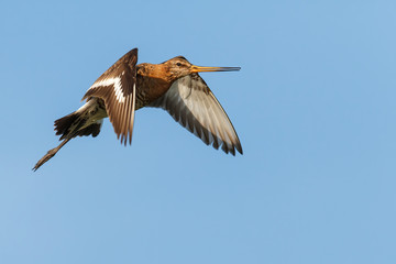 Black-tailed Godwit (Limosa Limosa) flying in the meadows near Rosmalen in the Netherlands