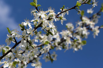 Cherry blossom in spring on blue sky background. White flowers on a branch in a garden, soft colors