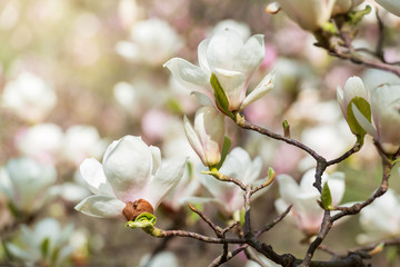 Blooming white magnolia
