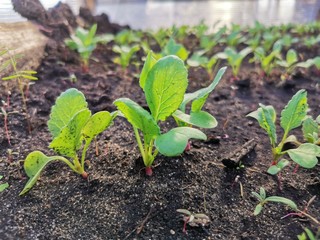 sprouts radishes in the greenhouse on the bed