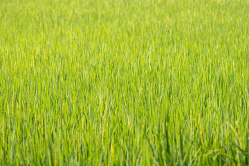 Rice field green background.Beautiful green wallpaper.