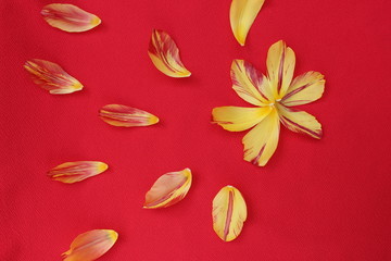 Fototapeta na wymiar Tulip petals on a red background. The tulip petals are flying in a circle on isolated