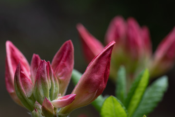 Rhododendron Magic