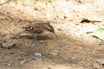 Agateador común (Short-toed Treecreeper ), buscando alimento sobre el suelo.