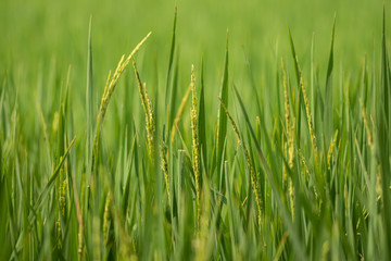 Beautiful rice fields and Green natural background.