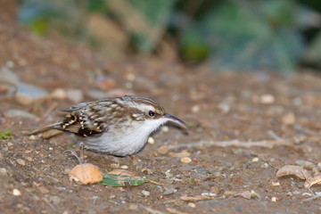 Short-toed Treecreeper looking for food in the forest.